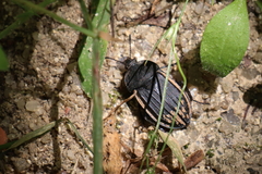Silpha puncticollis