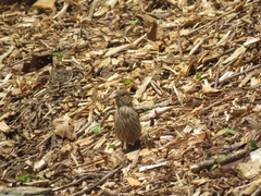 Haemorhous mexicanus