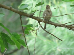 Haemorhous mexicanus
