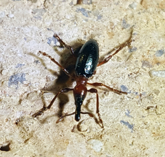Cylas formicarius