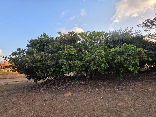 Anacardium occidentale observed 2026-10-18