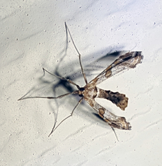 Lineodes