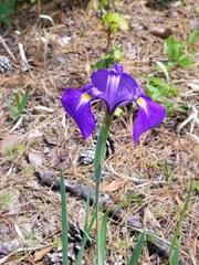 Iris tridentata