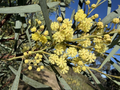 Acacia retinodes observed 2026-10-19