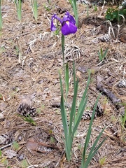 Iris tridentata