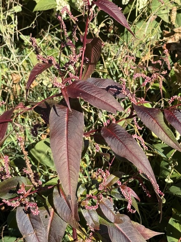 Persicaria pubescens observed 2026-10-18