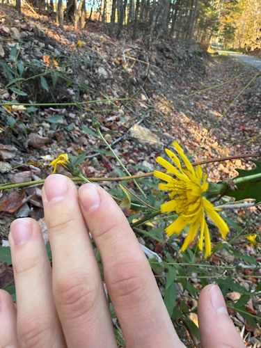 hawkweeds