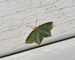 Chloropteryx tepperaria