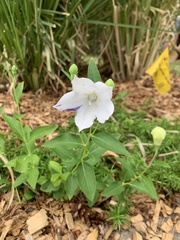 Platycodon