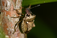 Eysarcoris aeneus