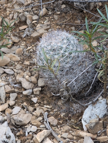 Chloranthus observed 2026-10-18