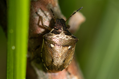 Eysarcoris aeneus