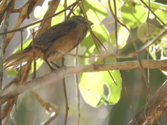 Cardinalidae