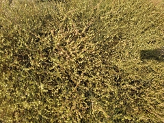 Rumex induratus