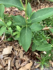 Platycodon grandiflorus