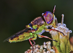 Hedriodiscus truquii