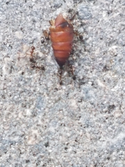 Pheidole antipodum