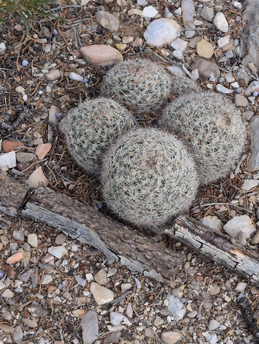 Chloranthus observed 2026-10-18