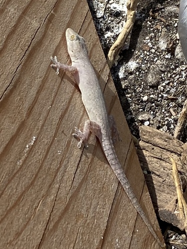 Hemidactylus frenatus observed 2026-10-13