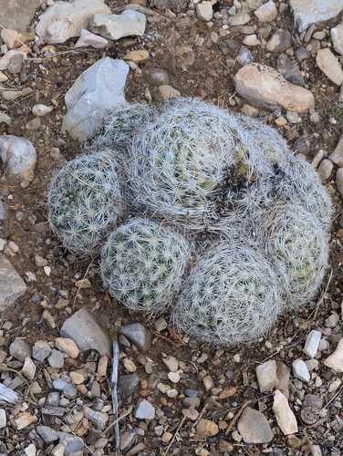 Chloranthus observed 2026-10-18