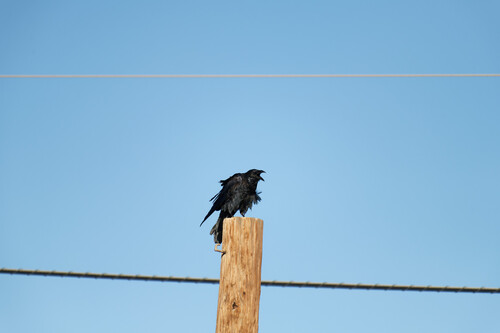 Chihuahuan Raven