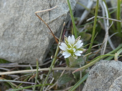 Cerastium fontanum