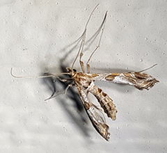 Lineodes