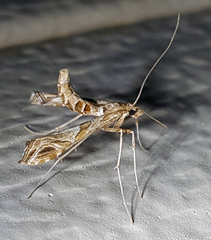 Lineodes