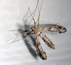 Lineodes