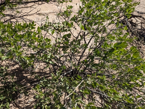 American Tarwort