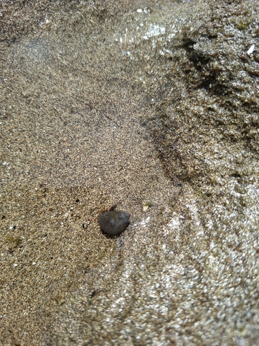 Clibanarius aequabilis observed 2026-10-16