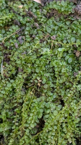 Plagiomnium cuspidatum observed 2026-10-18