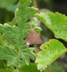 Uresiphita reversalis