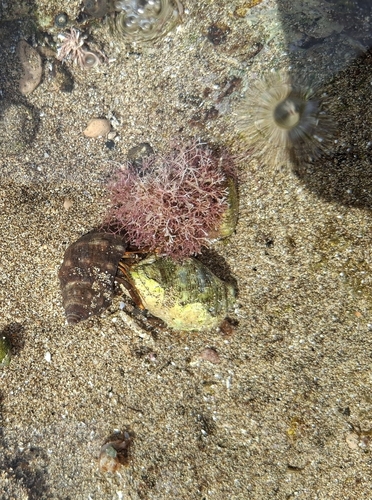 Clibanarius aequabilis observed 2026-10-16