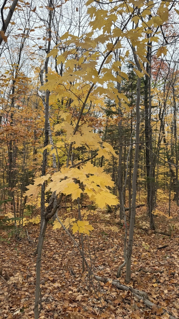 A photograph from Oct 18, 2026, about 19 miles from Lac Clair & Québec City hinterland, where the observer’s point is approximate.