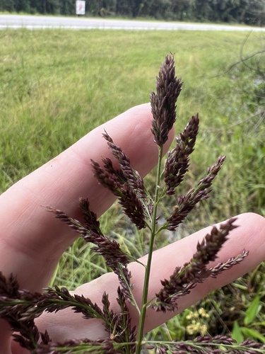 Coleataenia rigidula observed 2026-10-18