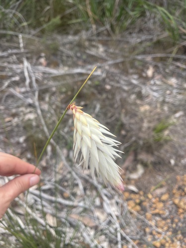 Johnsonia lupulina, 2026-10-14