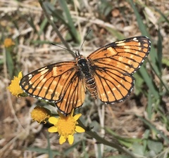 Chlosyne coronado coronado