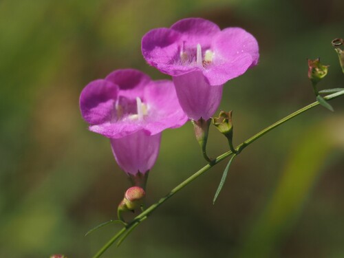 Coastal plain false foxglove (Agalinis harperi)