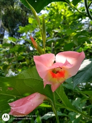 Gladiolus × hortulanus
