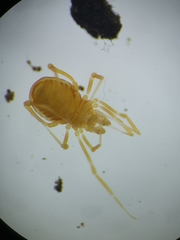 Phalangodidae