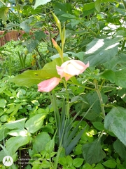 Gladiolus × hortulanus