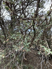 Berberis haematocarpa