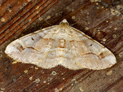 Syneora emmelodes