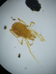 Phalangodidae