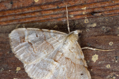 Syneora emmelodes