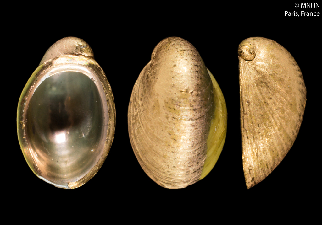 Dimorphic Limpets and Vent Slit-limpets