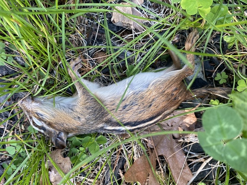 Eastern Chipmunk photographed in Massachusetts