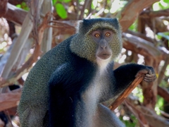 Cercopithecus mitis manyaraensis