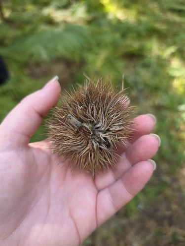 Castanea mollissima observed 2026-10-18